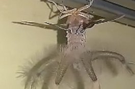 Pria Bali Ini Kaget Lihat Laba-laba Raksasa Merayap di Langit-langit