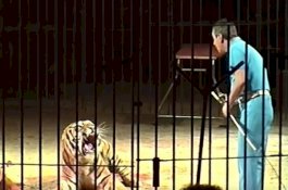 Bersiap Latihan, Pemain Sirkus Terkenal di Italia Tewas Diterkam 4 Harimau