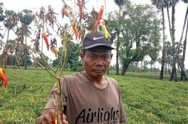 Pedas, Tanaman Cabai Petani Gowa Rusak Jelang Musim Panen