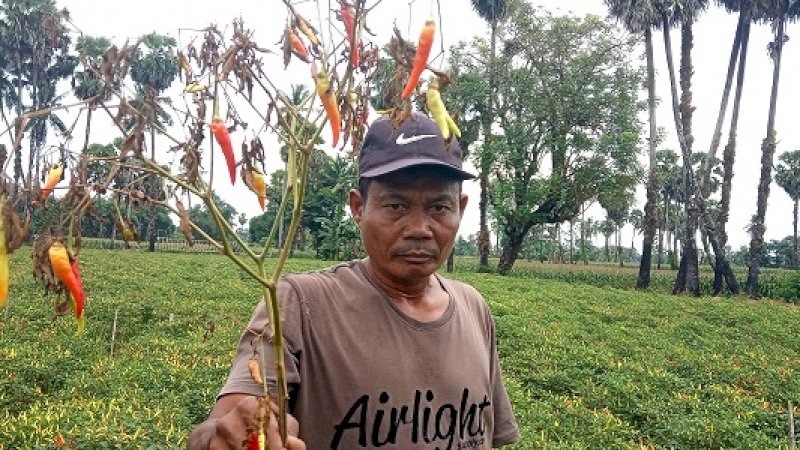 Petani memperlihatkan tanaman cabai yang rusak.