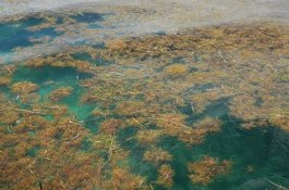Ilmuan Temukan Rumput Laut Terbesar di Dunia, Lebih Berat dari 200 Kapal Induk