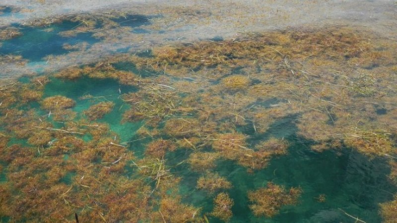 FOTO: Brian Lapointe/Florida Atlantic University's Harbor Branch Oceanographic Institute)