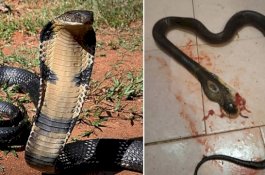 Usai Bertengkar dengan Pacar, Gadis Ini Bunuh Cobra dengan Sendok