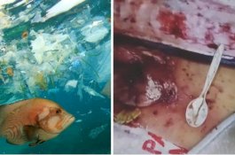 Ikan Sudah Siap Dimasak Ketika di Perutnya Ditemukan Sendok Plastik dan Pembungkus Permen