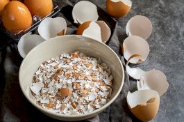 Cangkang Telur Bisa Menyembuhkan Patah Tulang