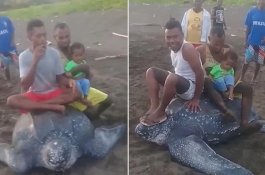 Viral! Sekelompok Pria Mengendarai Penyu yang Terancam Punah Saat Merangkak Kembali ke Laut