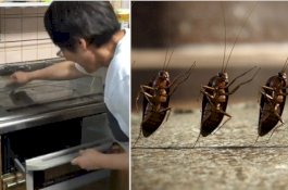 Ketukan Pengusir Kecoak Wanita Jepang Ini Diaransemen Jadi Musik yang Indah oleh Warganet