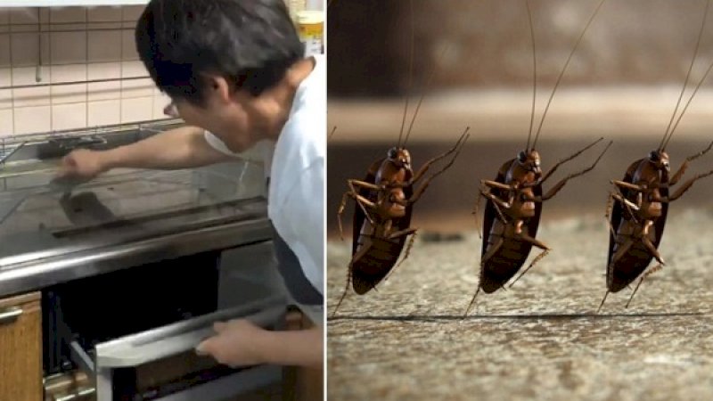 Seorang ibu membuat ketukan untuk mengusir kecoak (kiri). Ilustrasi kecoak menari (kanan).