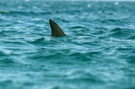 Gadis 16 Tahun Digigit Hiu Saat Berselancar di Florida