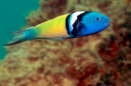 Ilmuwan Ungkap Rahasia Ikan Dalam Mengubah Jenis Kelaminnya