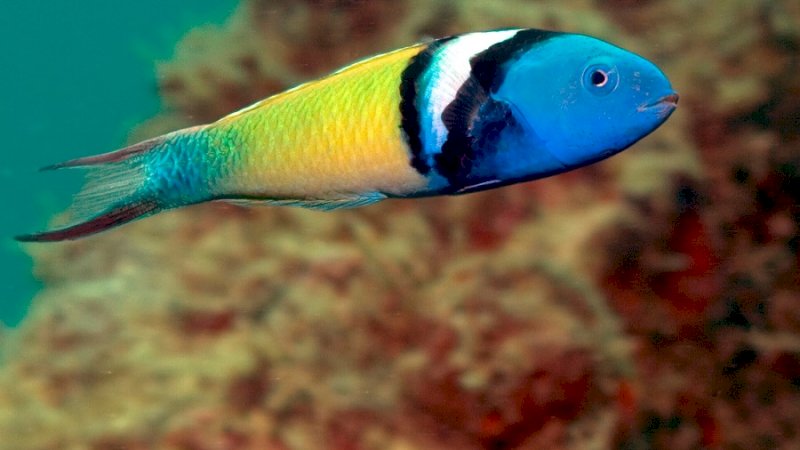 bluehead wrasses