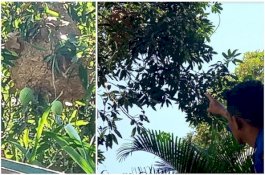 Sarang Tawon Ukuran 1 Meter Sengat Hewan Ternak hingga Mati