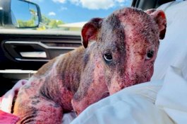 Anjing ini Dapat Biaya Pengobatan Rp83 Juta Setelah Dikubur Hidup-hidup