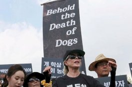 Olok Pecinta Binatang, Peternak Korsel Ini Makan Daging Anjing di Depan Mereka