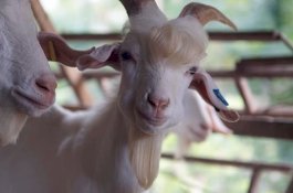 Viral: Kambing ini Dipuji Karena Mirip Bintang K-Pop