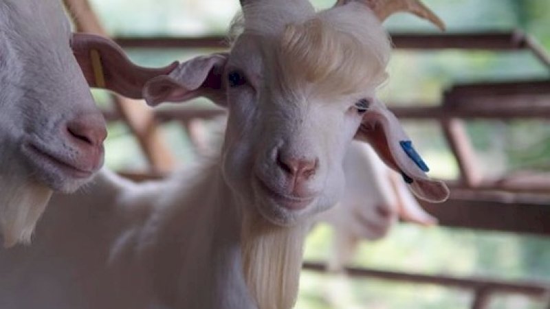 Facebook (Muhammad Livestock Farm )