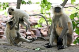 India Akan Mensterilkan Seribu Monyet