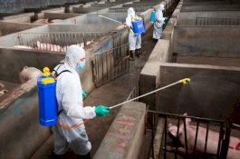 Peternak di China Mulai Sibuk Hadapi Demam Babi Afrika