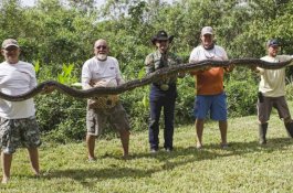Ular Sanca Batik ini Bisa Pecahkan Rekor Piton Terpanjang di Dunia