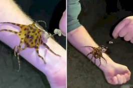 2 Pria Main-main Dengan Gurita Kecil, Tanpa Sadar Racunnya Bisa Bunuh 26 Orang