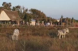 Keledai Dilukis Seperti Zebra Buat Marah Aktivis Hak-hak Binatang