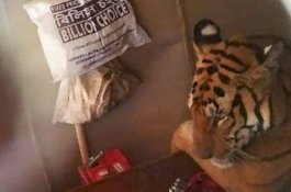 Hutan Dilanda Banjir, Harimau ini Masuk Tidur di Rumah Warga