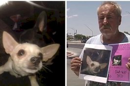 Pria ini Tawarkan Hadiah Rumah Bagi yang Temukan Anjingnya