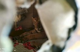 Pemilik Rumah Kaget, Ada Harimau Kelelahan yang Rebahan di Kamarnya