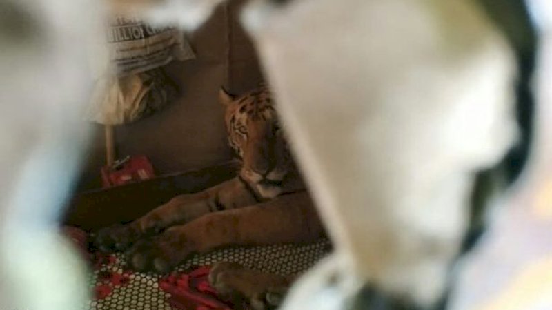 Pemilik Rumah Kaget, Ada Harimau Kelelahan yang Rebahan di Kamarnya