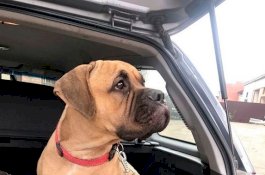 Cerita Sedih Anjing Berlari 200 Km ke Hutan Cari Tuannya dan Hampir Meninggal Dimangsa Binatang Buas