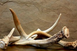 Manfaat Mengesankan Tanduk Rusa untuk Kesehatan