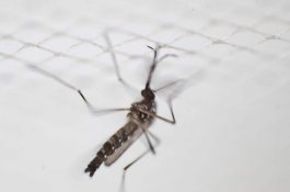 Malaria di Asia Tenggara Mulai Resisten Terhadap Obat