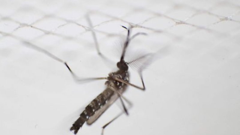 Malaria di Asia Tenggara Mulai Resisten Terhadap Obat