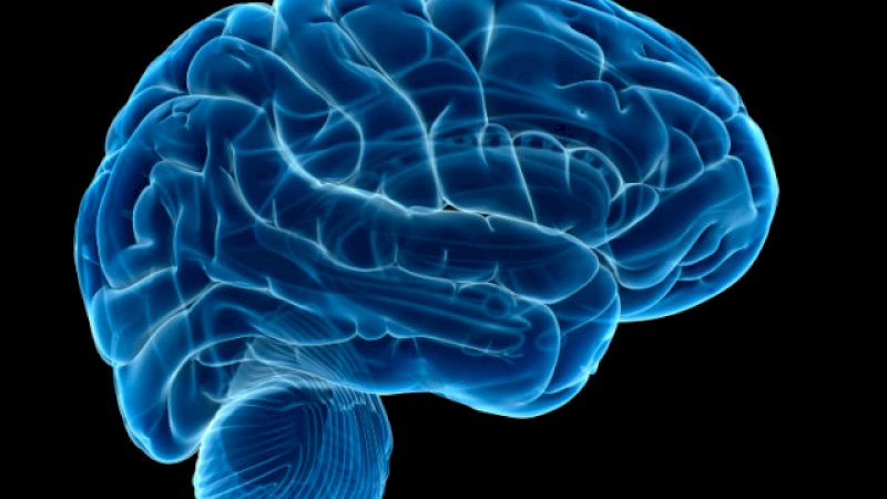 Otak Manusia / Ilustrasi