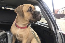 Anjing ini Berjalan 200km Melalui Hutan Belantara untuk Kembali ke Pemiliknya