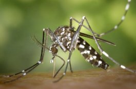 Tips Mencegah dan Mengobati Gigitan Nyamuk Pada Anak-anak