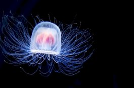 Ubur-ubur ini Satu-Satunya Makhluk yang Mampu Hidup Selamanya