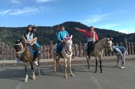 Lebih Cepat dari BMKG, Ini Bukti Kuatnya Insting Kuda pada Erupsi Tangkuban Perahu