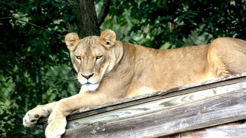 Gelombang Panas di Amerika, Hewan di Suaka Jadi Korban