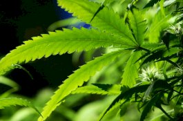 Molekul Penahan Rasa Sakit dari Ganja 30 Kali Lebih Kuat dari Aspirin