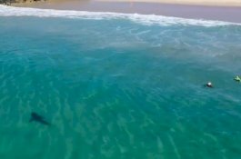 Mengerikan! Penampakan Hiu Putih Berenang di Sekitar Anak-anak