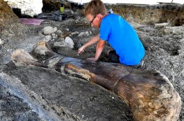 Ilmuan di Perancis Temukan Fosil Tulang Paha Dinosaurus