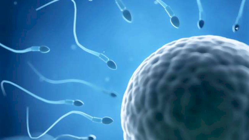 Ilustrasi sperma (Shutterstock)