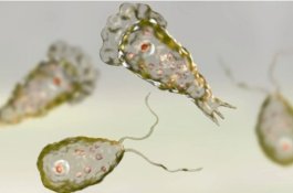 Pria Tewas Setelah Organisme Pemakan Otak Memasuki Hidungnya Saat Berenang