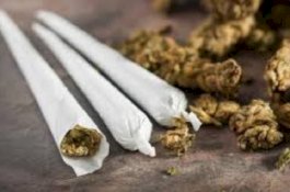 Usai Produksi Ganja, Mahasiswi Makassar Ini Jual Door To Door