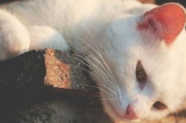 Viral, Pria Makan Kucing Hidup-Hidup Jadi Buruan Polisi