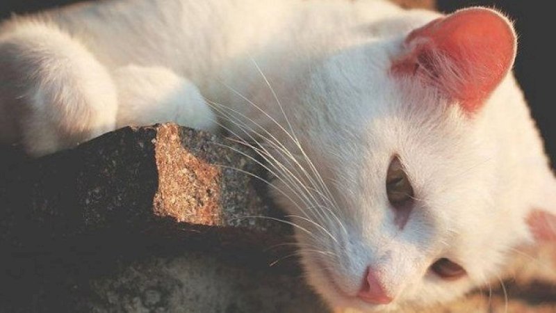 Viral, Pria Makan Kucing Hidup-Hidup Jadi Buruan Polisi