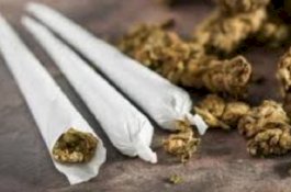 2 Bulan Produksi Ganja, 3 Mahasiswa Miliki Omzet Rp16 Juta