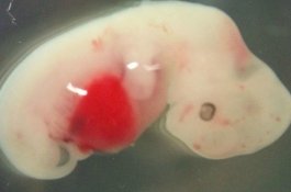 Jepang Setujui Eksperimen Hybrid Manusia-Hewan