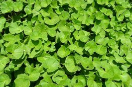 7 Manfaat Luar Biasa Brahmi untuk Kesehatan